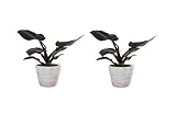 Philodendron Black Cardinal - Baumfreund - Exotische Zimmerpflanze im lila Betontopf - Höhe +/- 25cm inklusive Topf - 12cm Durchmesser (Topf) - Lufreinigend Echte Pflanze - 2 Stück