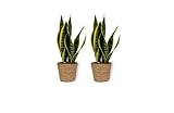 Bogenhanf – Sansevieria Laurentii – Zimmerpflanze im braunem Korb – Sehr Pflegeleicht – Höhe +/- 12cm inklusive Topf – 12cm Durchmesser (Topf) - 2 Stück