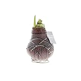 Exotenherz - Gewachste Amaryllis-Zwiebel - Van Gogh - Ritterstern - keine Pflege notwendig rot g