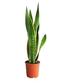 Sansevieria Laurentie - Zimmerpflanze Bogenhanf- 17cm Topf - Höhe 60