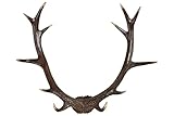 Hansmeier® Geweih Rustikal| Schwarz | Für Innen, Außen, Balkon & Garten | 54 x 40 x 14 cm | Deko Hirschgeweih | Wanddek