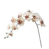 ZHMYENGMING Künstliche Blumen 11 Köpfe Seide Orchidee Phalaenopsis Blumen DIY. Hochzeit Blumenstrauß Künstliche Pflanzen Gefälschte Blumen Wohnkultur 110cm (Color : Beige)