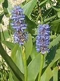 2 Pflanzen Hechtkraut Pontederia Cordata Teichpflanze Wasserpflanze bis 30cm Wasserstand, Dauerblüher aus N
