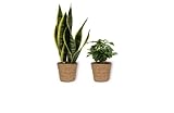 Zimmerpflanzen Set – 1x Bogenhanf + 1x Coffea Arabica – Zimmerpflanzen im braunen Korb – Pflegeleicht – Luftreinigend – Wohnzimmer Deko – Höhe +/- 12cm & 25cm inklusive Topf – 12cm Durchmesser (Topf)