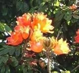 Seedeo Afrikanischer Tulpenbaum (Spathodea campanulata) 30 S