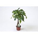 Blumen-Senf Pachira aquatica 45 cm / Topf 12 cm / Glücksk