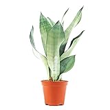 CocaFlora - Guinean Sansevieria 'Moonshine', schön gefärbte Blätter, einfach zu züchten, reinigt die Luft, für jedes Arrang