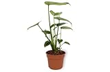 Monstera Deliciosa - Fensterblatt - Exotische Zimmerpflanze im Kulturtopf - Höhe +/- 35cm inklusive Topf - 12cm Durchmesser (Topf) - Luftreinigend Pfleg