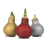 3x Echte Amaryllis gewachst/wax X-MAS ROT-GOLD-SILBER Amaryllis Blumenzwiebel - lange haltbar, pflegeleichte Zimmerpflanze- Geschenkidee!