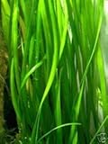 Mühlan Wasserpflanzen 7 Vallisneria gigantea + 3 Echinodorus bleheri +++