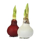 2x Echte Amaryllis gewachst/wax X-MAS ROT + WEISS - Amaryllis Hippeastrum bunte Blumenzwiebeln lange haltbar, pflegeleichte Zimmerpflanze mit großer Blüte, tolle tischdeko Weihnachten - Geschenkidee!