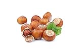 Haselnüsse in der Schale |Haselnuss /in Schale/Vegan /natürlich / Unbehandelt / Hohe Qualität / Gesund und Günstig Haselnuss mit Schale (10 KG)