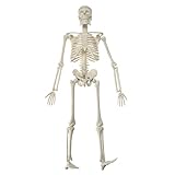 TGBN Hohe Qualität 4.5 cm Human Anatomical Anatomy Skeleton Modell Lernen Sie Hilfe Anatomie Menschliches Skelettmodell Demontiert bewegliche Labor-Proben-Gerichte 1010