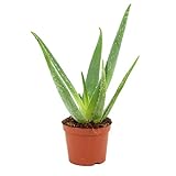 ZynesFlora Echte Aloe Vera Pflanze im Ø 12 cm Gärtnertopf - Höhe: 40 - 45 cm - Heilpflanze Sukk