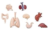 Miniblings 7X Organe Mensch Set Medizin Anatomie Arzt Herz Lunge Gehirn N