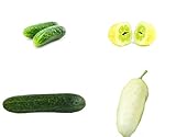 Gurken Mix - 4 Arten ('alte Sorten') je 10 Samen- sortenrein verpackt !