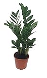 Glücksfeder, (Zamioculcas zamiifolia), Zamie, Zamia Farn, Zamia Palme, pflegeleichte Zimmerpflanze (ca. 50cm hoch im 14cm Topf)