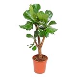 Zimmerpflanze von Botanicly – Geigenfeige – Höhe: 110 cm – Ficus Ly