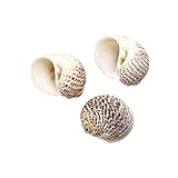 TNSYGSB 2 STÜCKE Natürliche Conch Shells Vogel Ei Snail Muschel Nautical Home Decor Craft Exemplar Wanddekor DIY. Fischverzierungen Lampe M