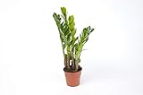 Zamioculcas Zamiifolia Zanzibar 40 cm 3+ Blätter Glücksfeder Zimmerp