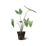 We Love Plants - Alocasia Zebrina - 75 cm hoch - Zebrap