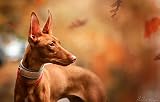 SPJOY malen nach zahlenkinder m?dchen animal Hund Pharao Hund Pharao Hund 16X20