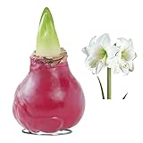 Pflanzen Kölle Amaryllis in Wachs, Gloss Bordeaux, weiße Blü