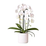 Kolibri Orchids | Weiße Phalaenopsis Orchidee Niagara Fall Pure Silk in weiß Diamond Deko-Topf - Ø12