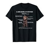 Labrador Labbi Anatomie T-S