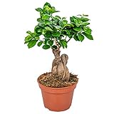 Bonsai-Baum | Ficus 'Ginseng' pro Stück - Zimmerpflanzen im Dressingtopf ⌀15 cm - ↕35