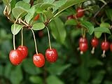 Essbare Ölweide Elaeagnus multiflora Pflanze 15-20cm rote Sommer-Ölweide R