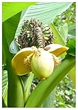 TROPICA - Japanische Faserbanane (Musa basjoo) - 10 S