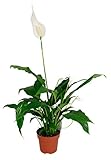 Spathiphyllum wallisii, Zimmerpflanze im 17 cm Topf, Einblatt, ca. 65