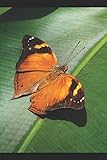 Schmetterling: Notizbuch / Tagebuch / Reisetagebuch tropische Schmetterlinge - DIN A5 120 Seiten liniert - Geschenk
