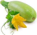 Natürliches Gentechnikfreies Grünes Gemüse Wird Das Ganze Jahr über In Einem Gewächshaus Angebaut Geeignet Für Gartenanfänger 10 Stück Zucchini Samen GLTING