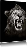 Pixxprint Dark Brüllender Löwe Schwarz/Weiß, Format: 60x80 auf hochkantiges Leinw