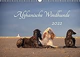 AFGHANISCHE WINDHUNDE 2022 (Wandkalender 2022 DIN A3 quer)