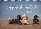 AFGHANISCHE WINDHUNDE 2022 (Wandkalender 2022 DIN A3 quer)