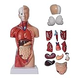 JJIIEE Torso-Anatomie-Modell, 15 Teile abnehmbare innere Organe, 11-Zoll-männlicher menschlicher Torso für den Unterricht in medizinischem Modell, Kinder-Anatomie-Erziehungsspielzeug