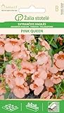 Seklos LT | ELFENSPORN PINK QUEEN  | Einjährig Pflanze | Blumensamen | Die Blüten sind 1,5–2 cm | Pflanzensamen | 1 Pack