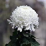 100 Stück Seltene Blume Samen Weiße Chrysantheme Samen Die Transparente Und Schöne Farbe Ist Der Einzigartigste Anblick Im Garten. Es Ist Leicht Zu Kultivieren Und Hat Eine H