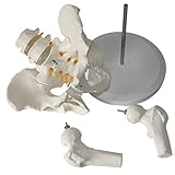 HUIGE Menschliches Beckenmodell, Anatomisches Modell Der Beckenstruktur Mit 2 Lendenwirbeln Und Beinknochen, Medizinische Anatomie Menschliches Skelettmodell Für Medizinisches Studium Und L