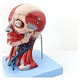 LLC- SUDA Anatomie-Modell. Torso Modell des menschlichen Körpers Modell Pädagogische Kopf Human Anatomisches Modell/Gehirn Anatomie/Muskelhals (Größe: 27x17x21cm) (Size : 27 X 17 X 21cm)