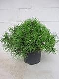 Pinus densiflora Jane Kluis - japanische Zwergrotkiefer J