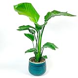 Strelitzia nicolai | Strelitzie Pflanze mit Topf | Exotische Zimmerpflanzen groß | Höhe 65-80 cm | TS Ziertopf Ø21