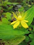 Hypericum inodorum Magical Grace - Johanniskraut Magical Grace - Mannsb