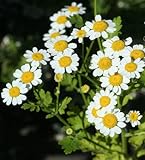 Gänseblümchen samen Vitalität Release Gartenblumen schillerndes aristokratisches Temperament wunderschön wie Jade verträumte Blumen-100 Pcs,C