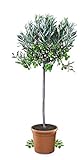 Meine Orangerie Olivenbaum Mezzo - echter Olivenbaum - 80 bis 100 cm - Olea Europaea - Olive Tree - Fruchtreifes Stämmchen in G