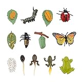 TOYANDONA 3 Set Insektenfiguren Lebenszyklus Schmetterling Frosch Marienkäfer Künstliches Insekt Tier Plastikfiguren Spielzeug STEM Lernen Pädagogische Spielzeugwissenschaft Spielzeug fü