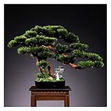 Kunstpflanzen In Töpfen Simulation Welcome Kiefer Bonsai Wohnzimmer Desktop Grüne Pflanzen Topf Porch Künstliche Pflanze Thuja Ornamente Geeignet als Urlaub Geschenke Künstlicher Bonsai-B